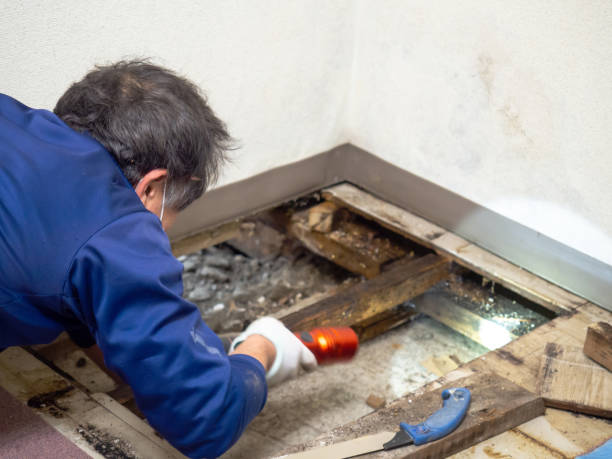 Best Commercial Mold Remediation in Haw River, NC