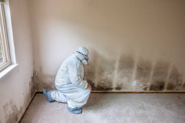 Best Bathroom Mold Remediation in Haw River, NC